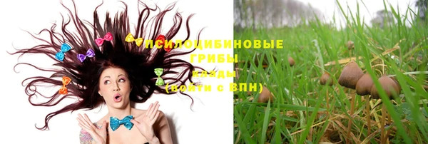 шишки Абаза